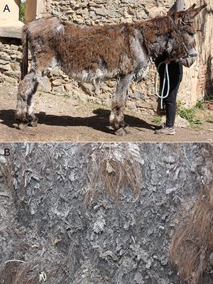 Case report: Identification of the tropical rat mite (Ornithonyssus bacoti) on a domestic donkey in France